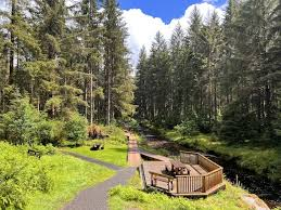 Pairing UK Forest Walks
